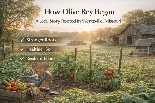🌿 How Olive Rey Began — Rooted in Wentzville, Missouri